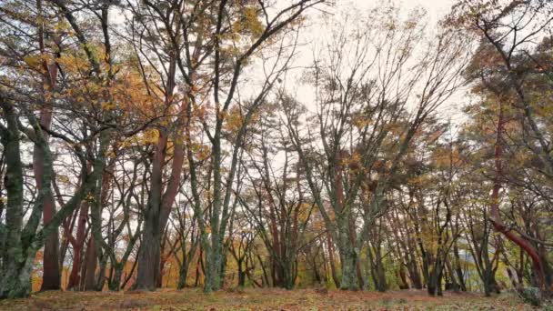 Herfst Landschap Met Kleurrijke Bladeren — Stockvideo