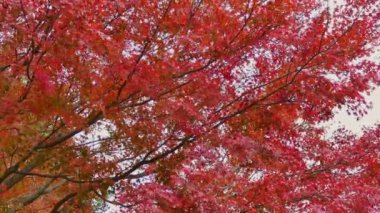 Renkli sonbahar akçaağaç yaprakları