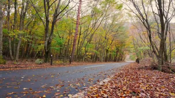 Scenic Footage Beautiful Autumnal Forest Sunny Day — Vídeo de Stock