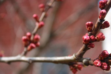 Arkaplanda pembe kayısı tomurcukları açan güzel bir bahar arkaplanı. Nisan Doğası.