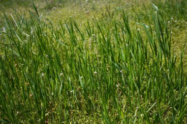 Yeşilli yeşil çimen arka planı. Bahar manzarası. Yan görünüm.
