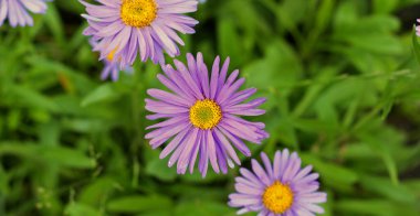 Turuncu merkezli parlak mor Avrupa Michaelmas papatyası (Aster amellus). Asteraceae familyasından Aster familyasından uzun ömürlü bir bitki türü. Yaprakların bulanık yeşil arkaplanı.