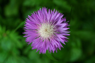 Centaurea anlaşma menekşe çiçek yeşil bulanık arka planda. İran çiçek çiçeği (