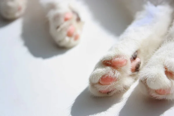 Симпатичный Пушистый Белый Мех Домашние Кошачьи Лапы Розовые Подушечки Черными — стоковое фото