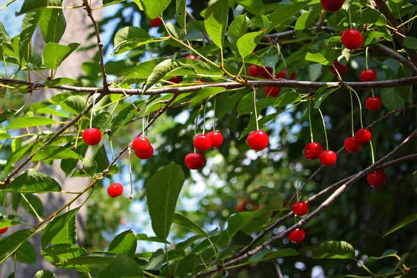 Vibrantes bayas rojas maduras frescas jugosas de cereza que crecen en la rama del cerezo entre las hojas verdes. Cielo azul y fondo borroso bokeh. Frutas ecológicas colgando bajo el sol de verano. — Foto de Stock