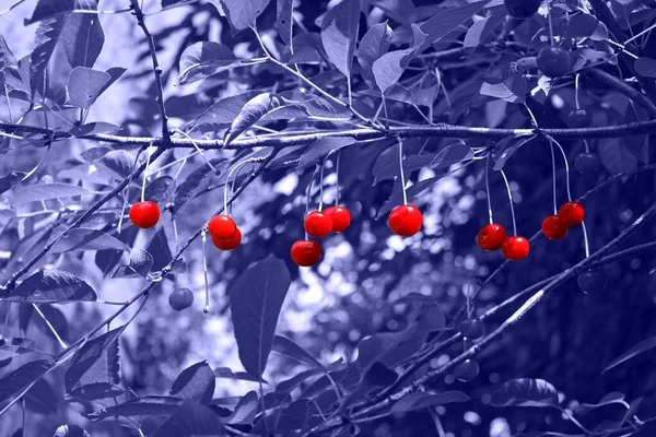 Frutas de cereja suculentas frescas vermelhas vibrantes que crescem no ramo de cerejeira. Tonificado em Very Peri 17-3938. Cor do ano 2022. Fundo de bokeh desfocado. Eco frutas penduradas sob o sol de verão. — Fotografia de Stock