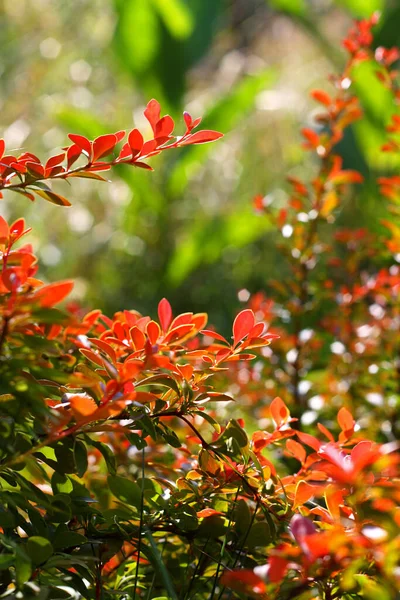 Listy Červených Barviv Berberis Thunbergii Mezi Zelenými Rostlinami Bokeh Pozadí — Stock fotografie