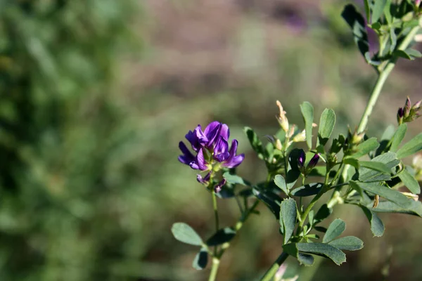 Güz güneşinin altındaki yeşil sapta güzel, parlak, mor, tek yonca çiçeği.