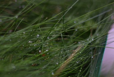 Küçük yağmur damlaları olan yeşil çimenler. Bulanık arkaplan.