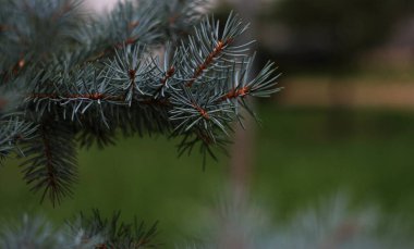 Picea pungens yeşil çimen arka planında ladin ağacı dalı.