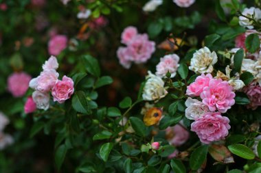 Bir sürü pembe ve beyaz gül demeti. Yumuşak yeşil yapraklar.