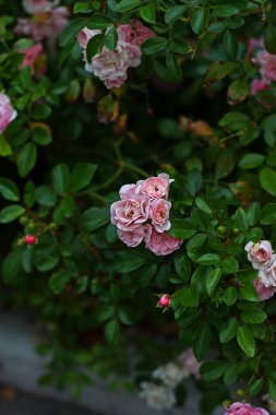 Çalılıklardaki yeşil yaprakların arasında pembe bahçe güllerinden yapılı bir demet. Açılan arkaplan.