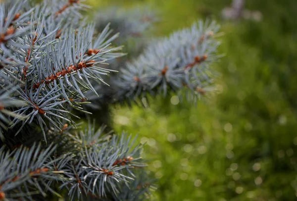 Colorado Kék Lucfenyő Picea Csíptetők Szürke Zöld Tűk Ágakon Zöld — Stock Fotó