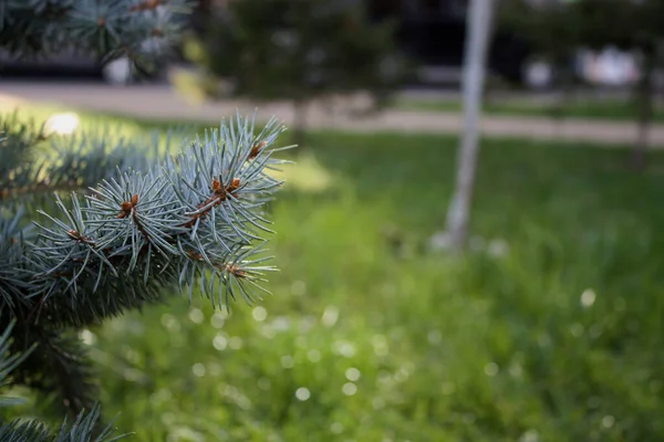 Evergreen Spruce Branch City Park Green Grass Lawn Sunlight Wallpaper — Photo