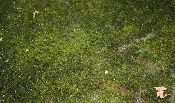 Green Moss Close Background Light Shadow — Stok fotoğraf