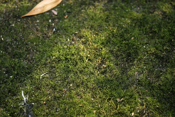 Зеленый Мох Солнечным Светом Парке Фон — стоковое фото