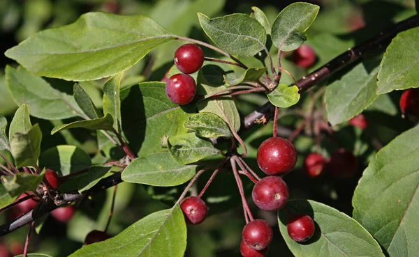 Bunches Red Small Fruits Malus Prunifolia Pear Leaf Crabapple Plumleaf — Stock fotografie