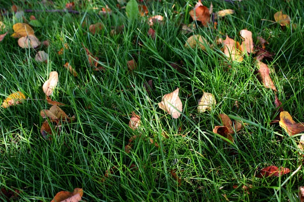 Autumn Yellow Leaves Juicy Green Grass Lawn Sun Glare Fall — стоковое фото