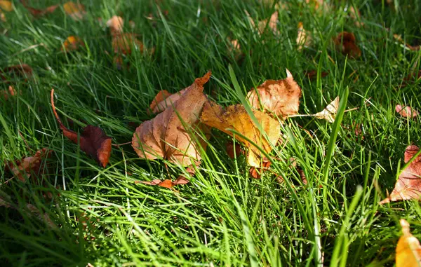 Few Fallen Gold Faded Leaves Shiny Grass Lawn Autumn Sunlight — стоковое фото
