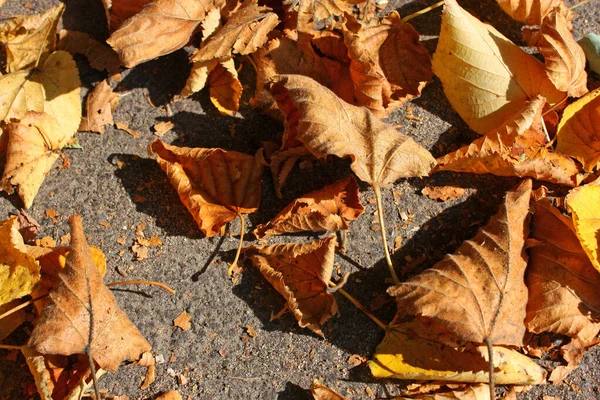 Fallen Dried Orange Yellow Leaves Cover Grey Asphalt Sidewalk — стоковое фото