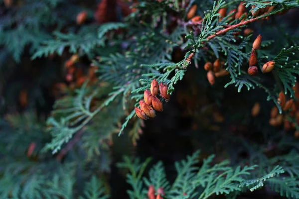 Thuja Occidentalis Bunch Brown Little Cones Evergreen Branches — Stok fotoğraf