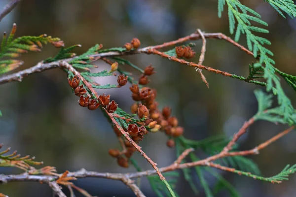 Eastern White Cedar Brown Branches Small Blossoming Cones Cupressaceae Family — Photo