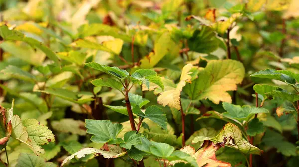 Folhas Verdes Claras Arbusto Fecha Hora Outono — Fotografia de Stock