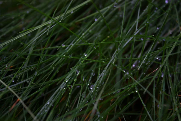 Water Drops Fresh Green Grass Autumn Evening Rain Close September — Foto de Stock