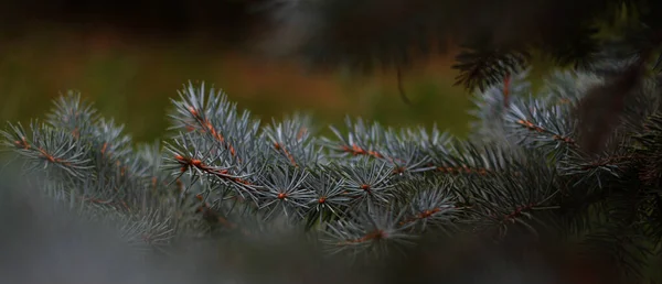 Colorado Blue Spruce Branches Pinaceae Family Waxy Gray Green Leaves — Fotografia de Stock
