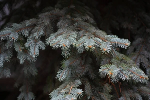Densa Rama Verde Grisácea Del Abeto Colorado Picea Pungens Árbol — Foto de Stock