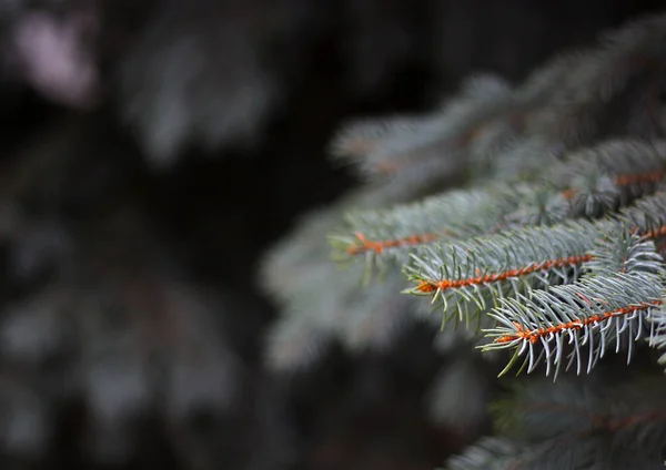 Branches Bluish Fir Background Fluffy Gray Green Needles Blue Spruce — Stok fotoğraf