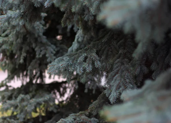 Fondo Gris Verde Del Abeto Blanco Picea Pungens — Foto de Stock