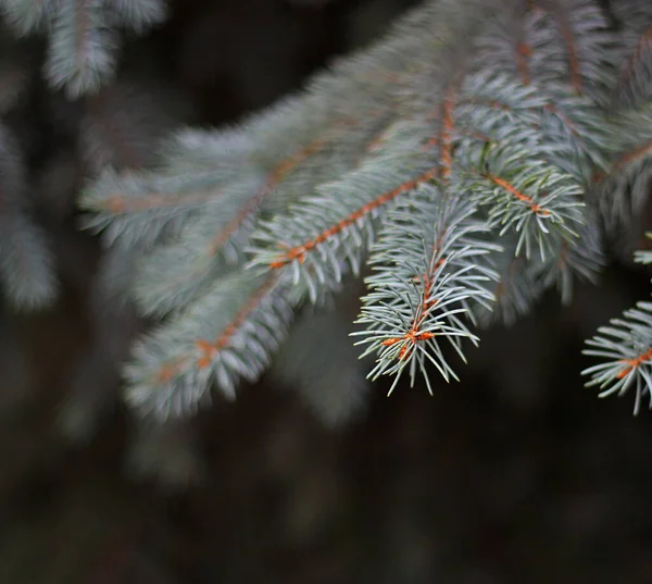 Branch Colorado Blue Spruce Dark Background White Spruce Green Spruce — Photo