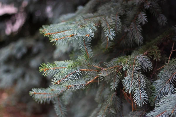 Colorado Kék Lucfenyő Picea Csíptetők Szürke Zöld Tűk Háttér Fehér — Stock Fotó