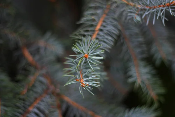 Close Branches Blue Spruce Blurred Focus White Spruce Gray Green — Stok fotoğraf