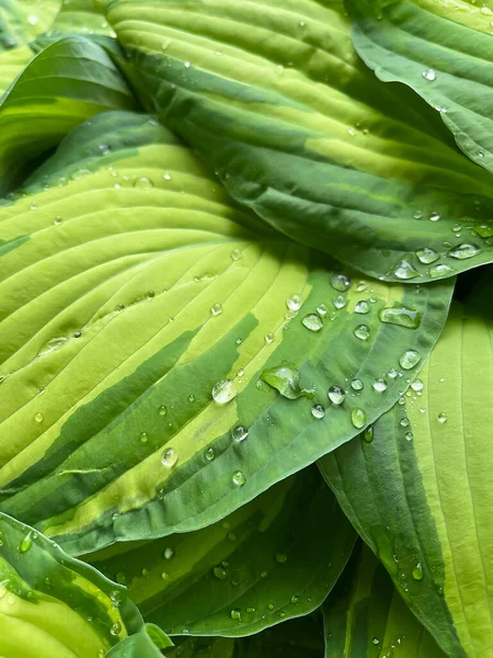 Large Green Hosta Plantain Lily Small Big Transparent Water Droplets — Stock Photo, Image