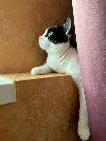かわいいかわいい若いふわふわのタキシード猫が寝室の窓やカーテンの近くに横たわっていて 窓を見ています 緑の目の猫 バイカラー国内猫 フェリス カタス — ストック写真