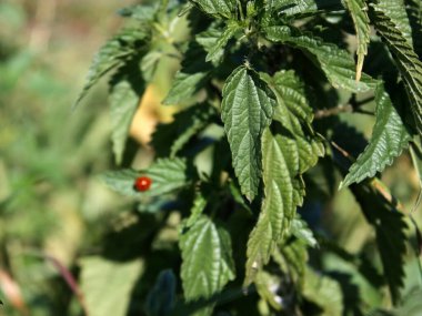 Sahada yeşil, uzun otlar var. Güneş ışığı havası. Arka plan bulanık. Kırmızı küçük uğur böceği