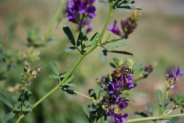 Küçük yaprakların arasındaki yeşil saplı birkaç menekşe Lucerne çiçeği. Bulanık arkaplan