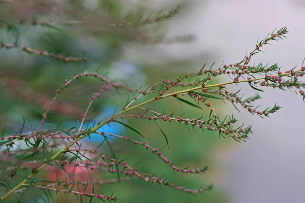 Nce Yeşil Dallarda Saplarında Minik Pembe Çiçekler Kapatın Bulanık Arkaplan — Stok fotoğraf