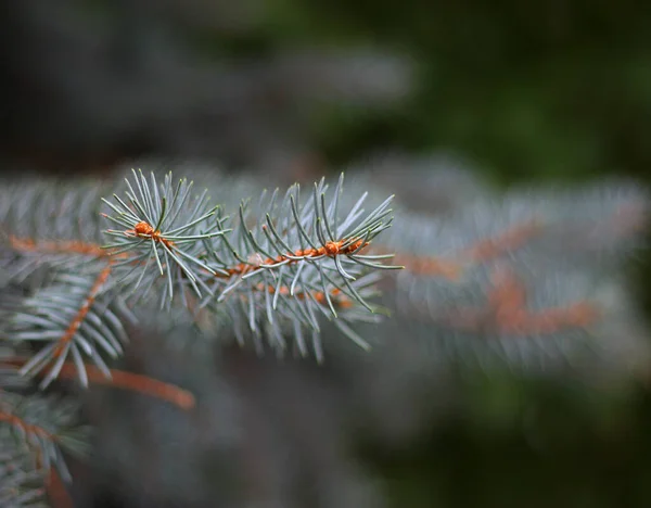 Φλάφι Γκρι Κλαδιά Του Λευκού Ερυθρελάτου Picea Pungens Κωνοφόρο Αειθαλές — Φωτογραφία Αρχείου