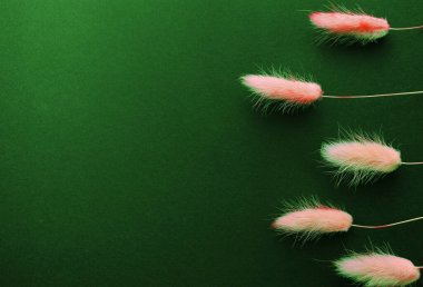 Tavşan kuyruğu kuru pembe çimenler. Lagurus ovatus düz yeşil arkaplan üzerinde yatıyordu.