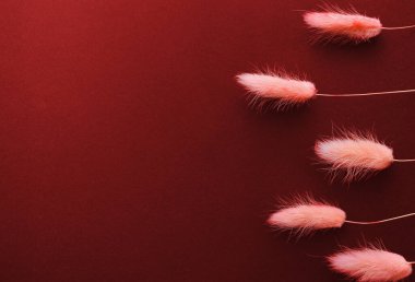 Tavşan kuyruğu kuru pembe çimenler. Lagurus ovatus dairesi kırmızı arkaplanda yatıyordu.