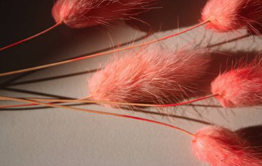 Beyaz arka planda tüylü, pembe, kurutulmuş Lagurus ovatus çim buketi. Işık ve gölge. Tavşan kuyruğu, tavşan kuyruğu..