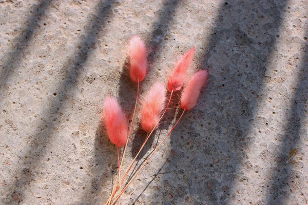 Розовая Трава Зайчика Сером Цементном Фоне Свет Тень Нежный Дизайн — стоковое фото