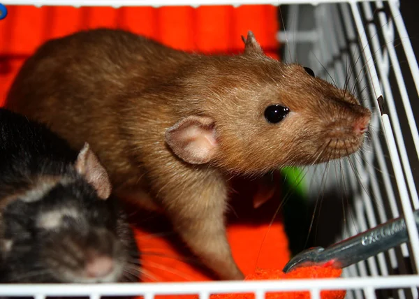 Две Сладкие Крысы Сидят Ярком Оранжевом Гамаке Клетке Бирманские Черные — стоковое фото