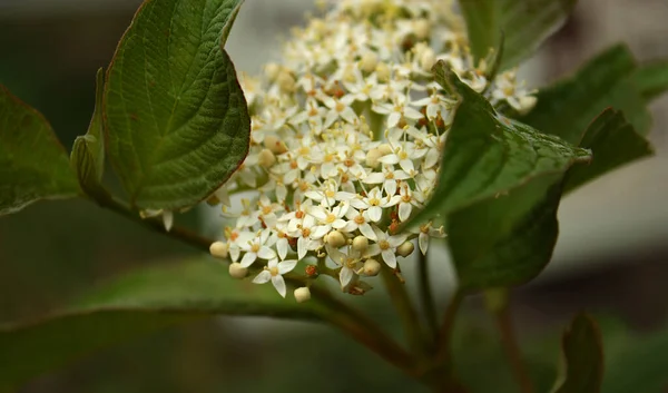 Hydrangea paniculata bunch with a tiny white flowers with yellow small stamens. Brown branch, green wet leaves. Rainy weather, early october.