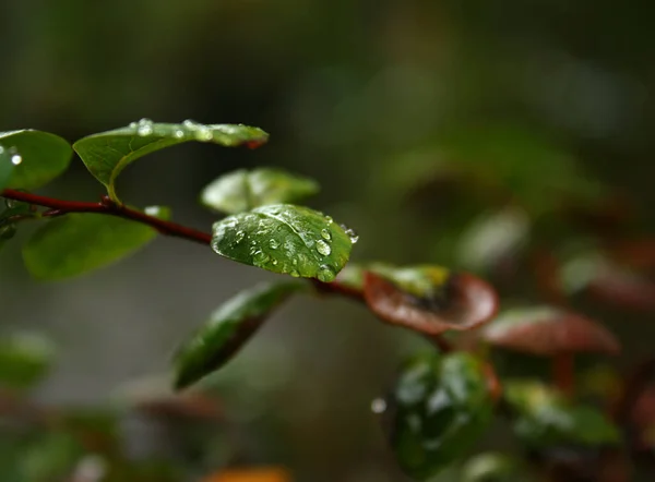 Las Hojas Verdes Húmedas Del Arbusto Con Las Gotas Transparentes — Foto de Stock