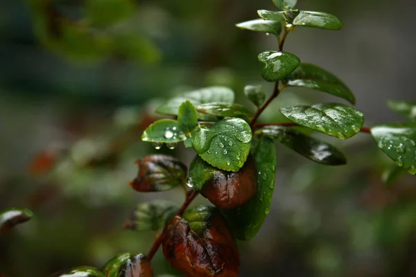 Muchas Gotas Agua Superficie Las Hojas Verdes Fondo Borroso — Foto de Stock