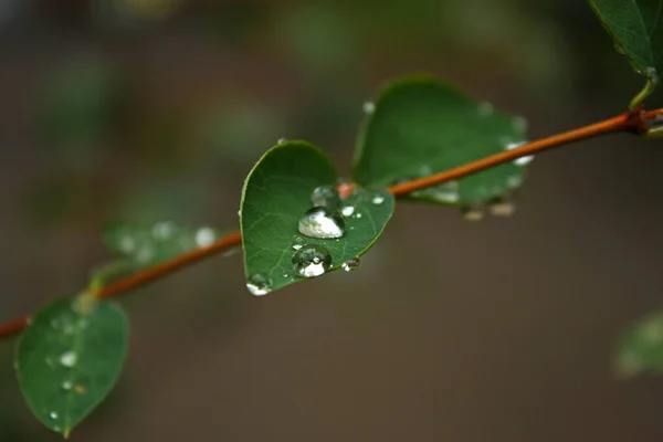 Poucos Verde Suculento Symphoricarpos Albus Folhas Com Monte Gotas Água — Fotografia de Stock